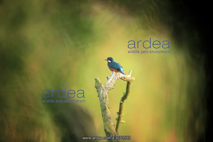 : Common Kingfisher : Common Kingfisher