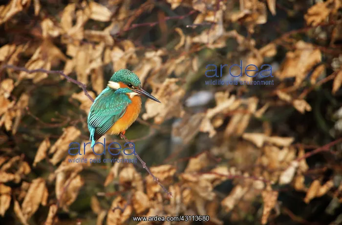 : Common Kingfisher : Common Kingfisher
