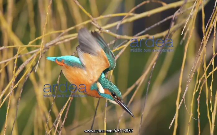 : Common Kingfisher : Common Kingfisher