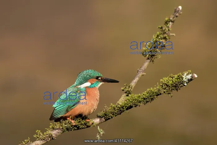 : Common Kingfisher : Common Kingfisher