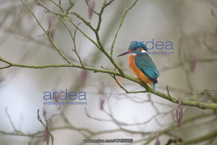 : Common Kingfisher : Common Kingfisher