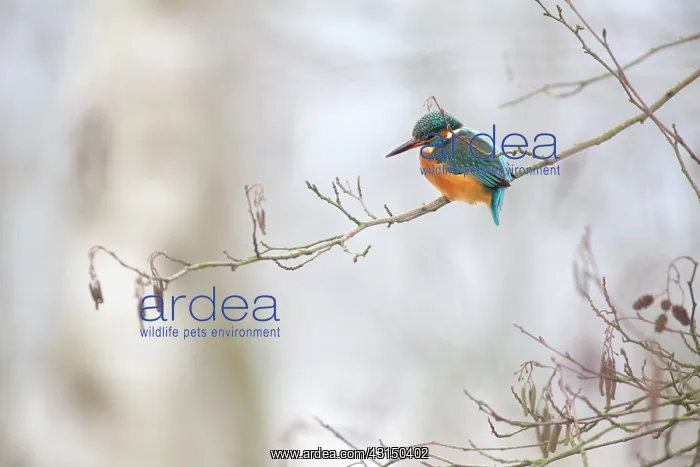  : Common Kingfisher