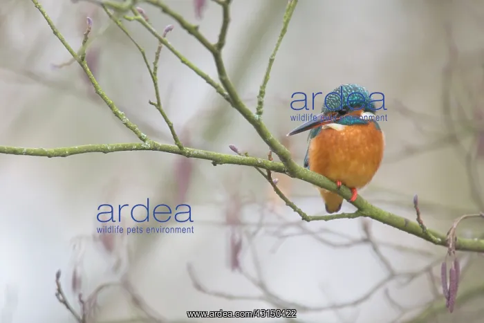  : Common Kingfisher
