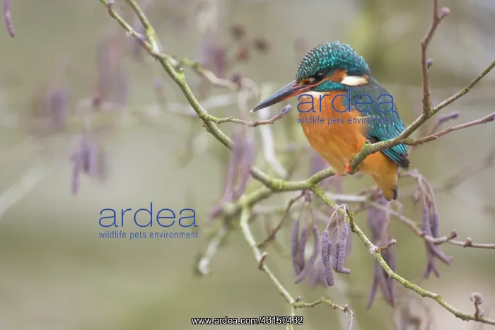 : Common Kingfisher : Common Kingfisher