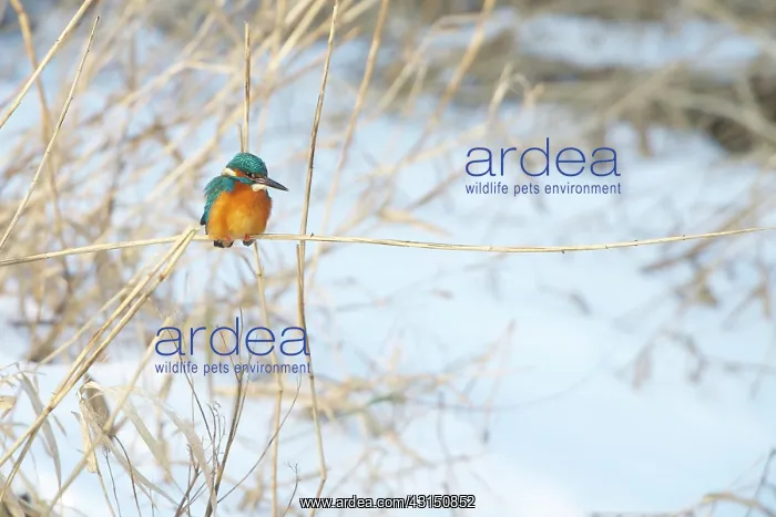 : Common Kingfisher
