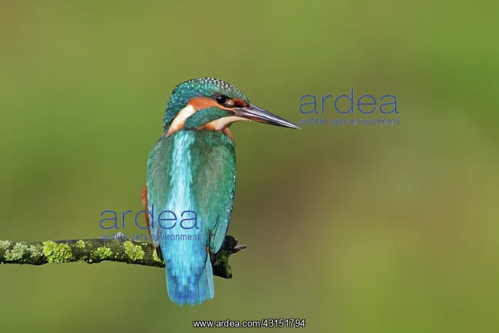 : Common Kingfisher : Common Kingfisher