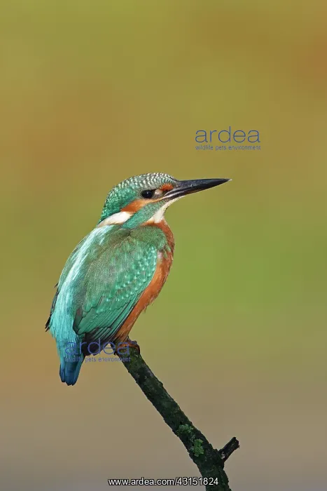 : Common Kingfisher : Common Kingfisher