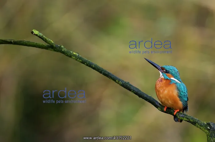 : Common Kingfisher : Common Kingfisher