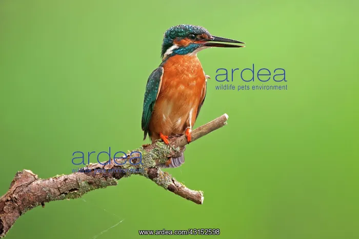 : Common Kingfisher : Common Kingfisher