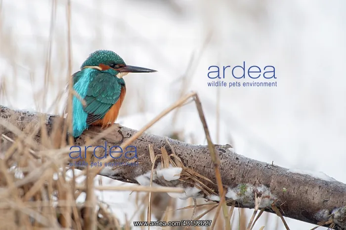 : Common Kingfisher : Common Kingfisher