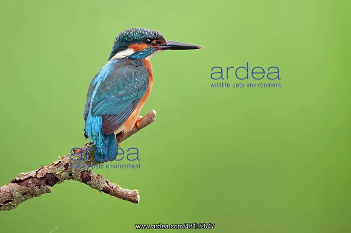 : Common Kingfisher : Common Kingfisher