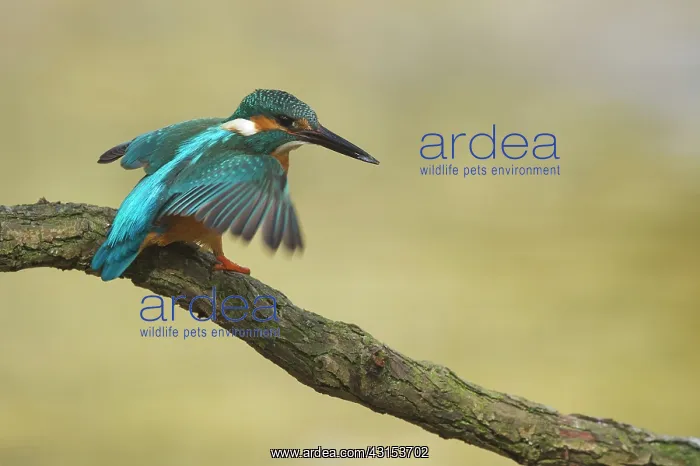 : Common Kingfisher : Common Kingfisher