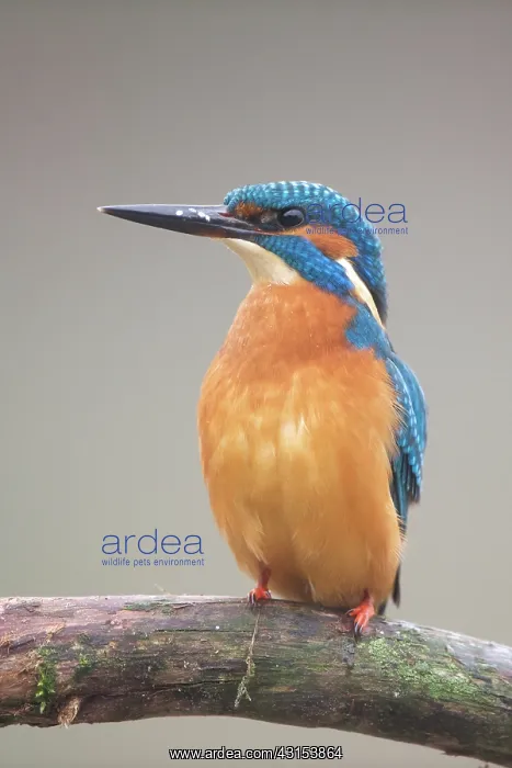 : Common Kingfisher : Common Kingfisher