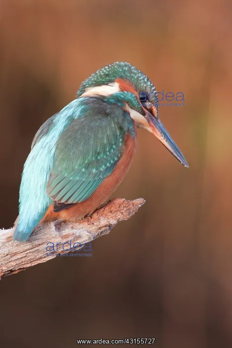 : Common Kingfisher : Common Kingfisher