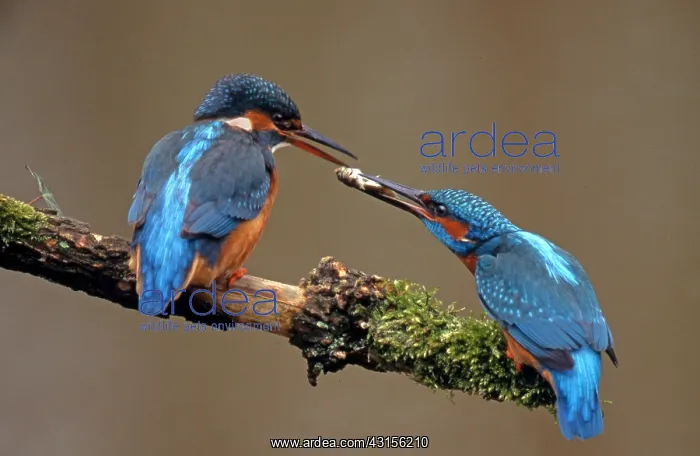 : Common Kingfisher : Common Kingfisher