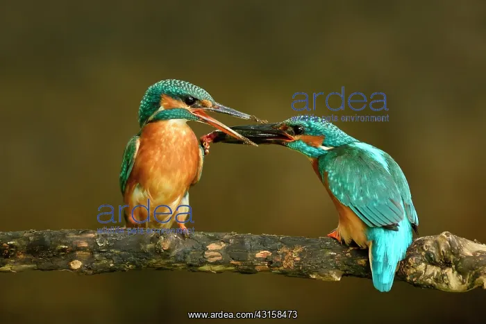 : Common Kingfisher : Common Kingfisher