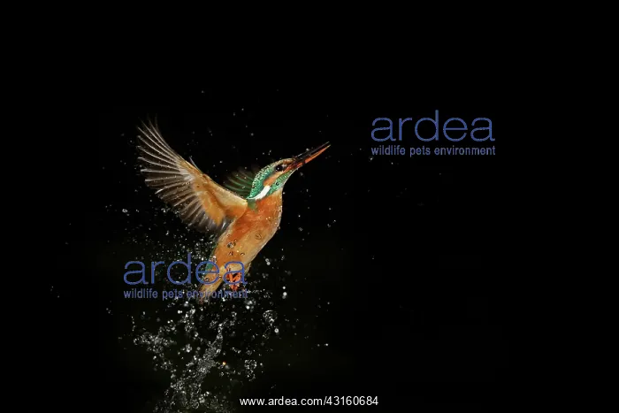 : Common Kingfisher : Common Kingfisher