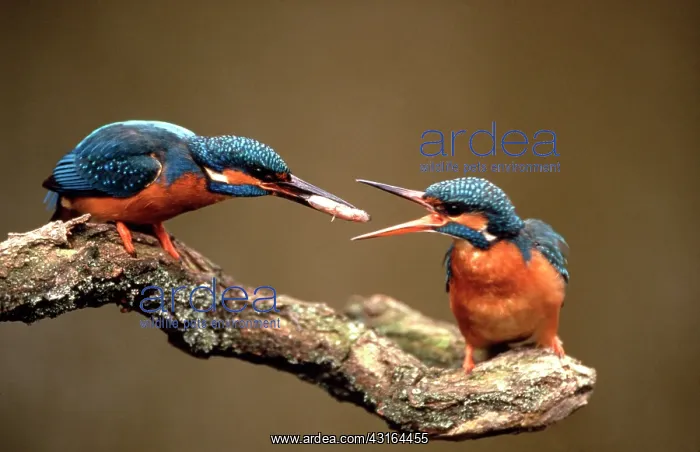 : Common Kingfisher : Common Kingfisher