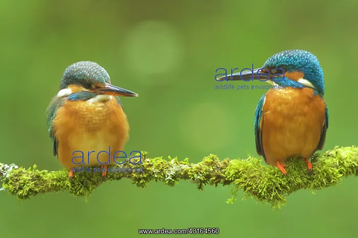 : Common Kingfisher : Common Kingfisher