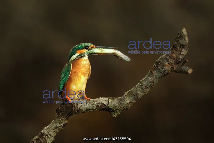 : Common Kingfisher : Common Kingfisher