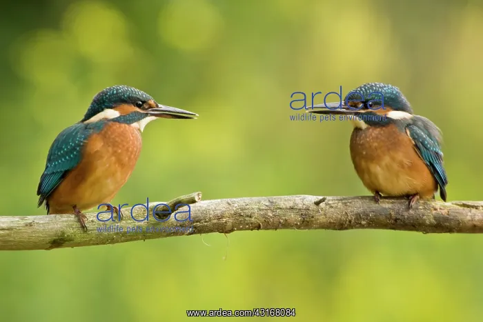 : Common Kingfisher : Common Kingfisher