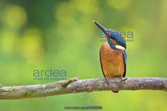  : Common Kingfisher