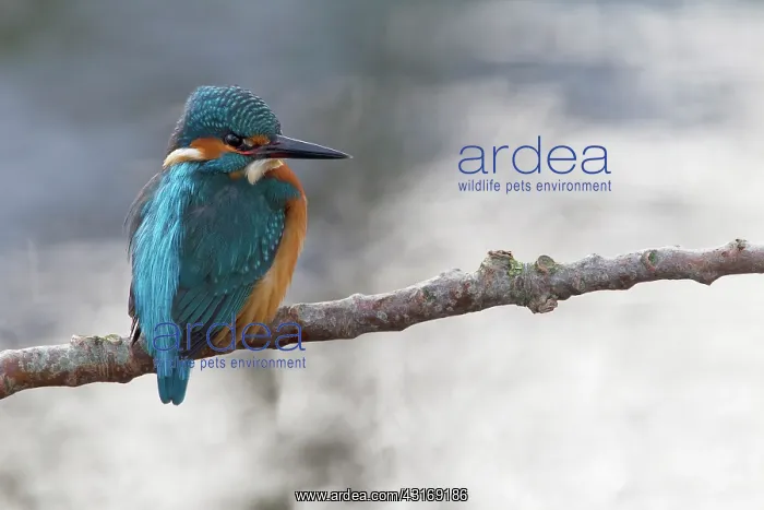 : Common Kingfisher : Common Kingfisher