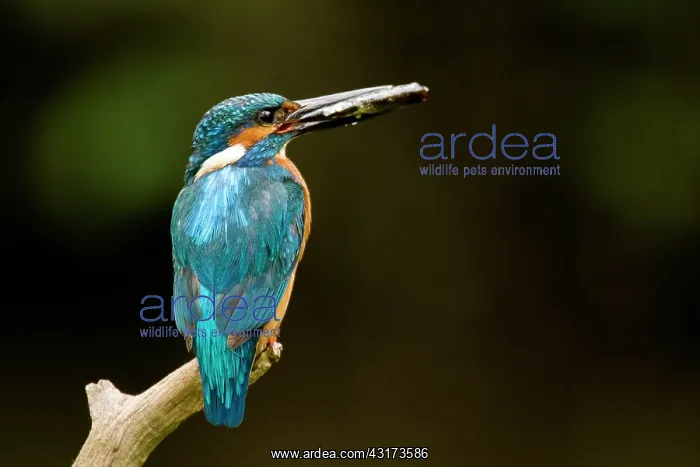 : Common Kingfisher : Common Kingfisher