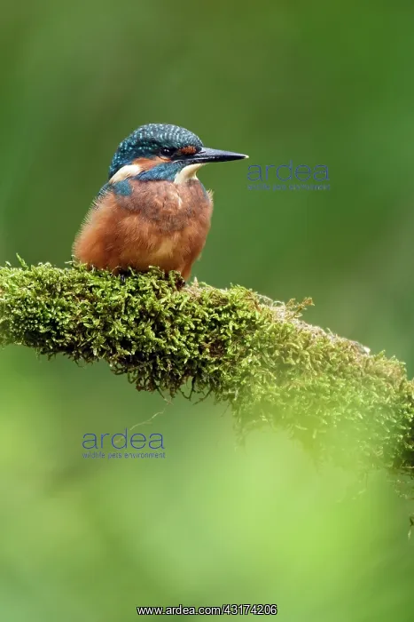 : Common Kingfisher : Common Kingfisher