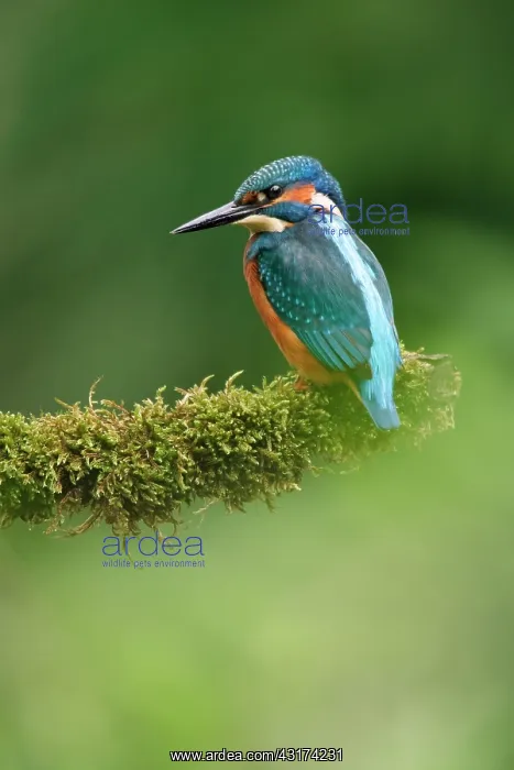 : Common Kingfisher : Common Kingfisher