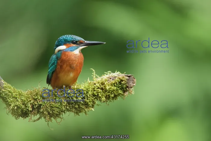 : Common Kingfisher : Common Kingfisher