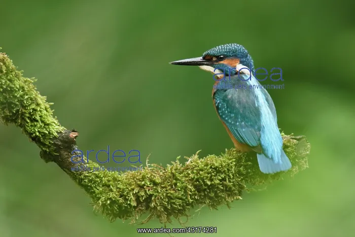 : Common Kingfisher : Common Kingfisher