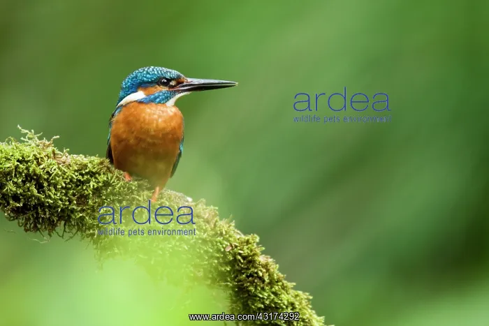 : Common Kingfisher : Common Kingfisher
