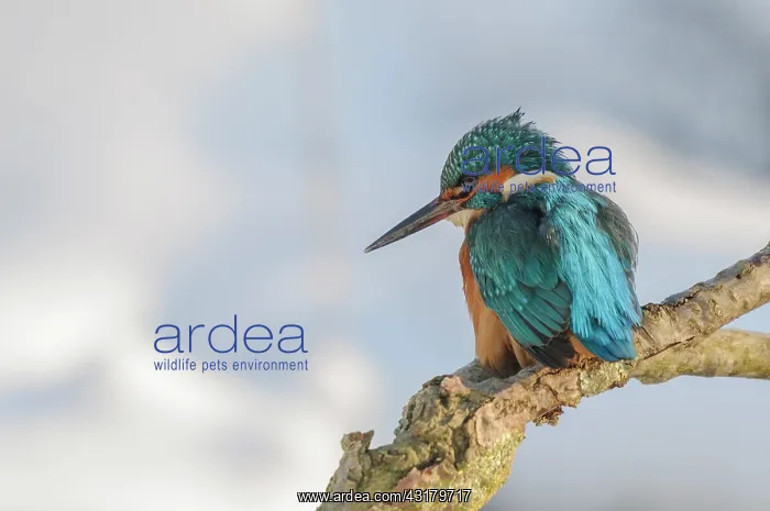: Common Kingfisher : Common Kingfisher