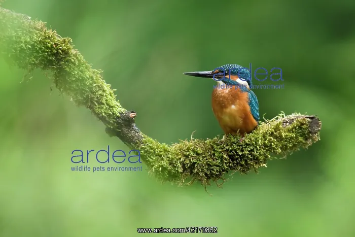 : Common Kingfisher : Common Kingfisher