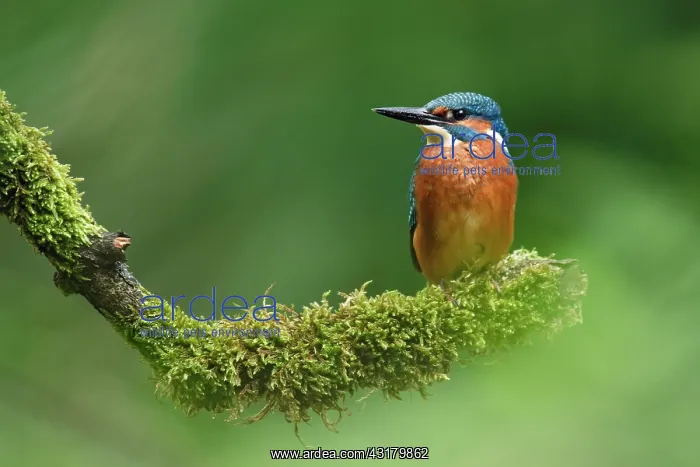 : Common Kingfisher : Common Kingfisher