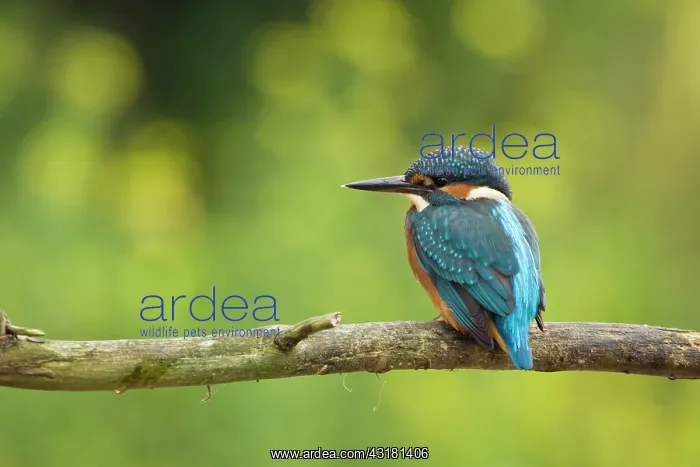 : Common Kingfisher : Common Kingfisher