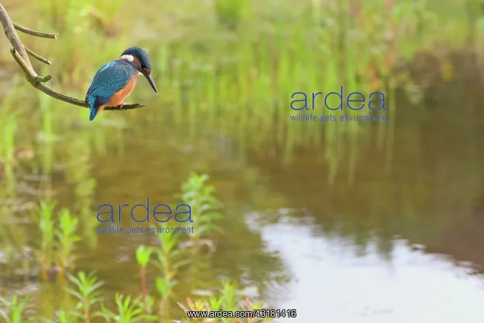 : Common Kingfisher : Common Kingfisher