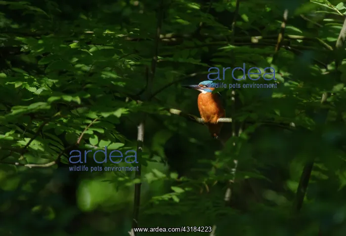 : Common Kingfisher : Common Kingfisher