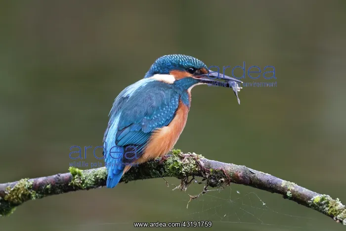: Common Kingfisher : Common Kingfisher