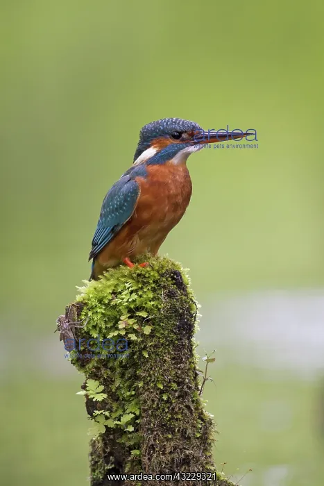  : Common Kingfisher