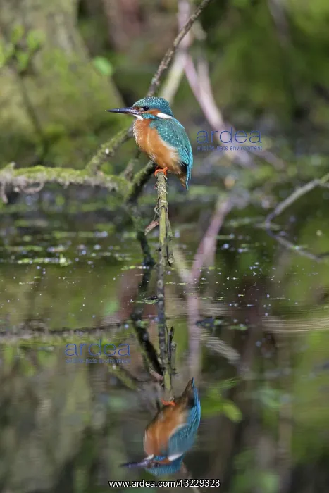  : Common Kingfisher