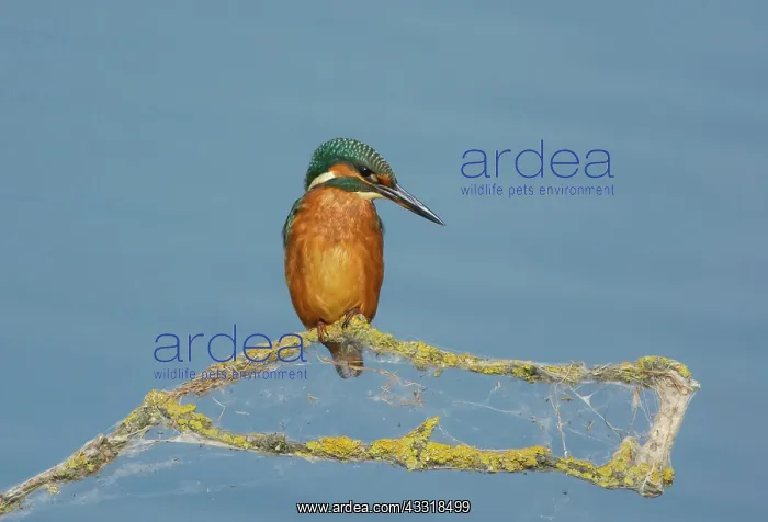 : Common Kingfisher : Common Kingfisher