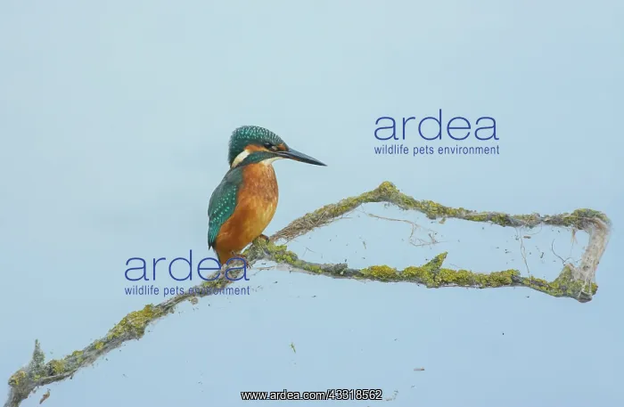 : Common Kingfisher : Common Kingfisher