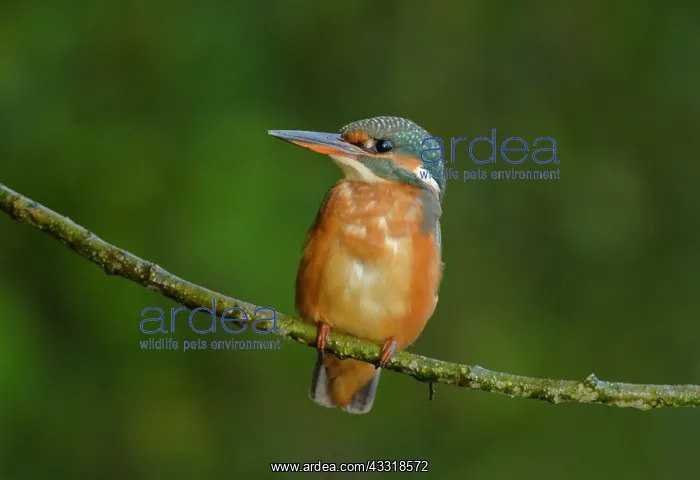 : Common Kingfisher : Common Kingfisher