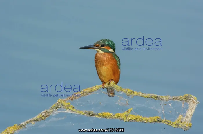 : Common Kingfisher : Common Kingfisher