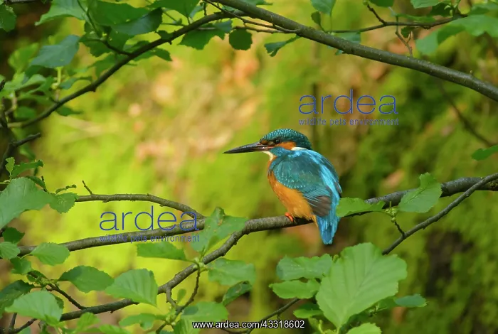 : Common Kingfisher : Common Kingfisher