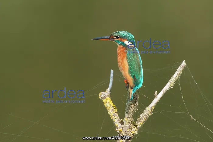 : Common Kingfisher : Common Kingfisher