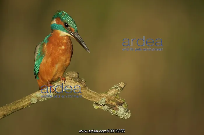 : Common Kingfisher : Common Kingfisher