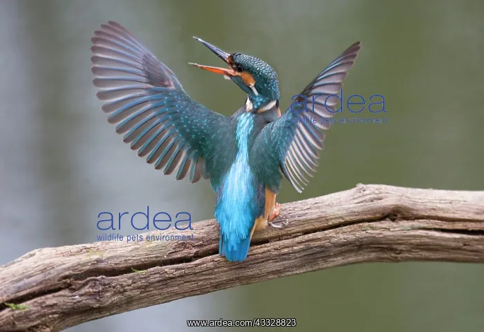 : Common Kingfisher : Common Kingfisher